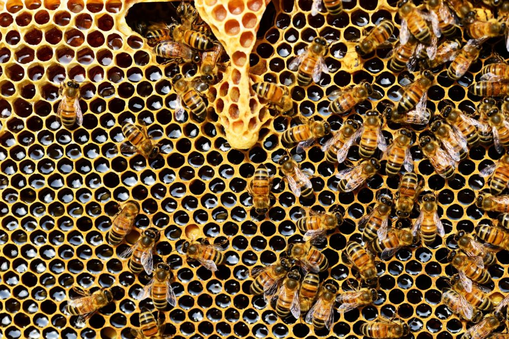 Bienenwachs